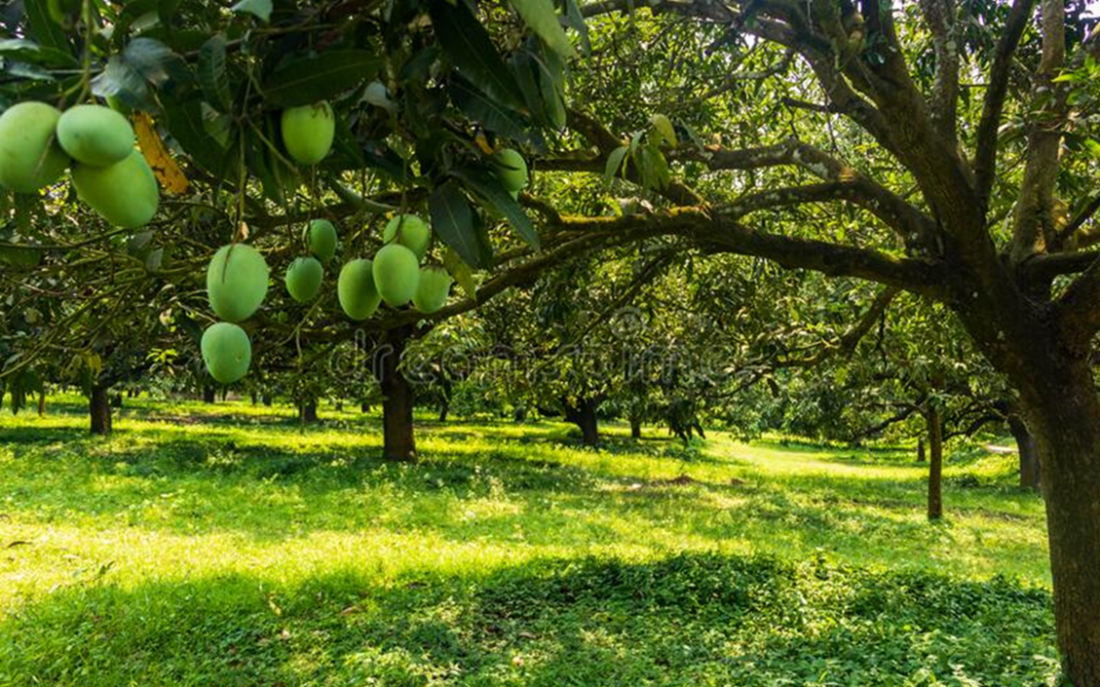 Mango Farm