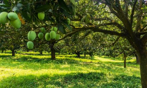 Mango Farm